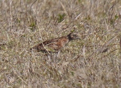 Turnix nigricollis
