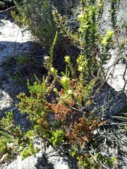 Erica mauritanica