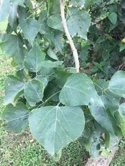 Erythrina lysistemon