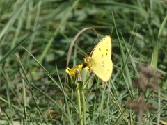Colias croceus