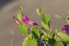 Ipomoea orizabensis orizabensis