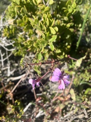 Pelargonium peltatum