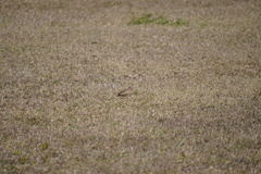 Turnix nigricollis