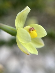 Thelymitra flexuosa