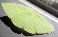 Tanaoctenia haliaria