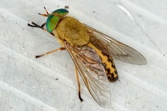 Tabanus fulvulus