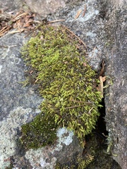 Hedwigia ciliata