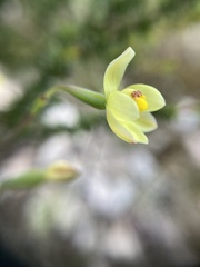 Thelymitra flexuosa