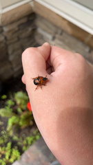 Bolbocerosoma farctum