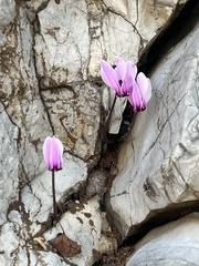 Cyclamen