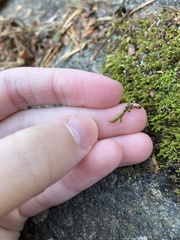 Hedwigia ciliata