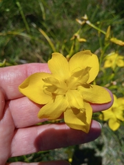 Moraea ramosissima