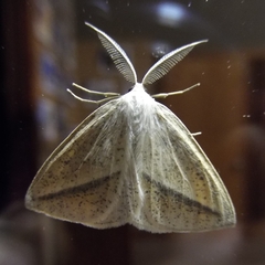 Lychnosea intermicata