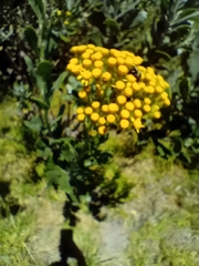 Senecio halimifolius