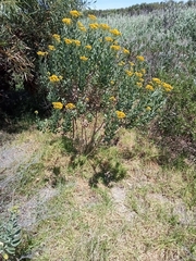 Senecio halimifolius