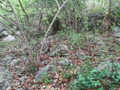 Hyperacanthus amoenus