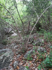 Hyperacanthus amoenus