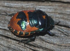 Choerocoris paganus