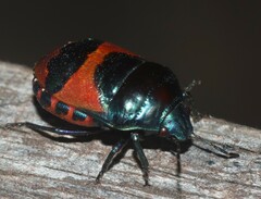 Choerocoris paganus