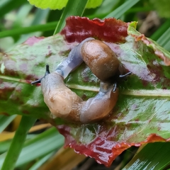 Krynickillus melanocephalus