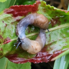 Krynickillus melanocephalus