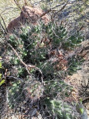 Coryphantha macromeris