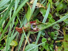 Krynickillus melanocephalus