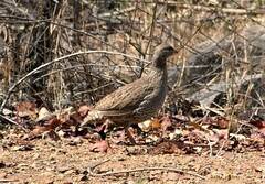 Pternistis natalensis