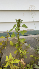 Acalypha rhomboidea