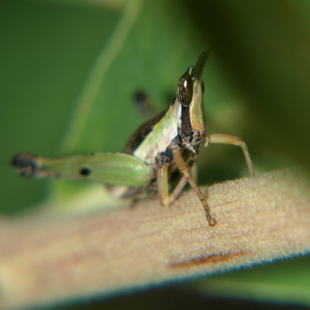 Stenothericles porcellus