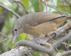 Colluricincla rufogaster