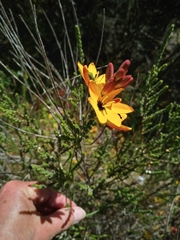 Ixia dubia