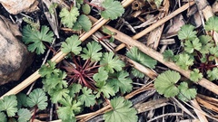 Pelargonium grossularioides