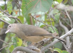 Colluricincla rufogaster