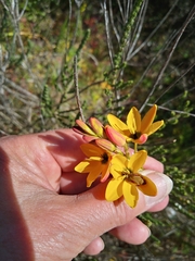 Ixia dubia
