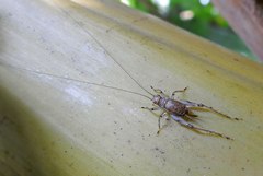 Svistella bifasciata