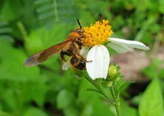 Phalerimeris phalerata