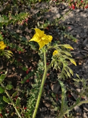 Solanum corneliomulleri