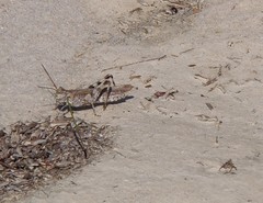 Psinidia fenestralis