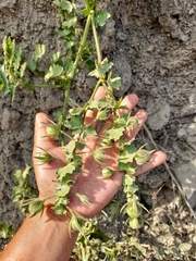 Solanum corneliomulleri