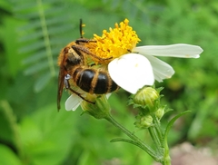 Phalerimeris phalerata