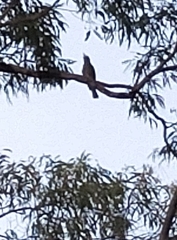 Oriolus sagittatus