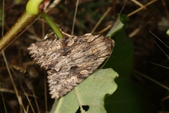 Apamea syriaca