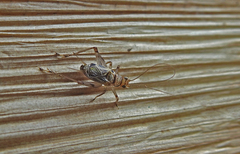 Svistella bifasciata