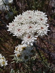 Pseudoselago spuria