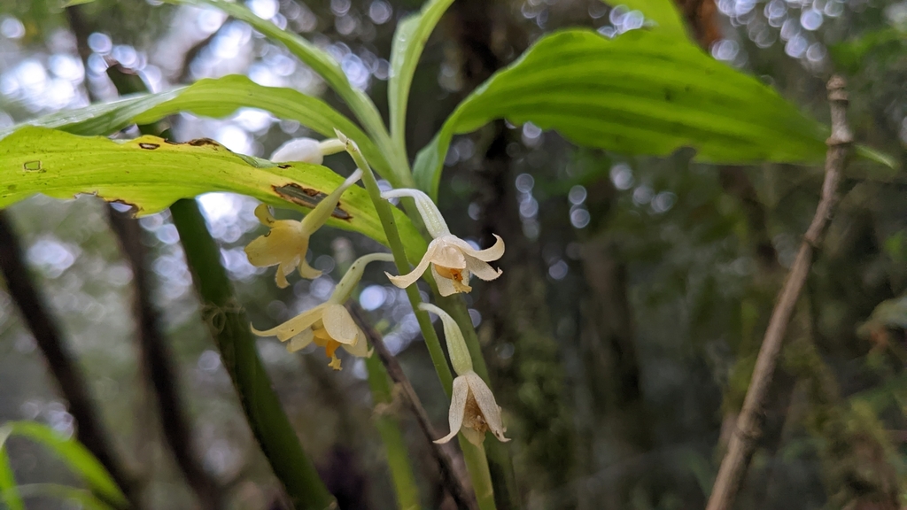 Calanthe dolichopoda