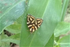 Hemerophila albertiana