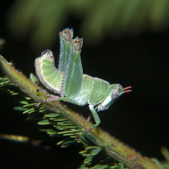 Lophothericles euchore