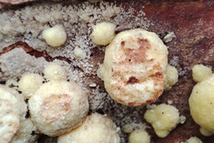 Trichoderma gelatinosum