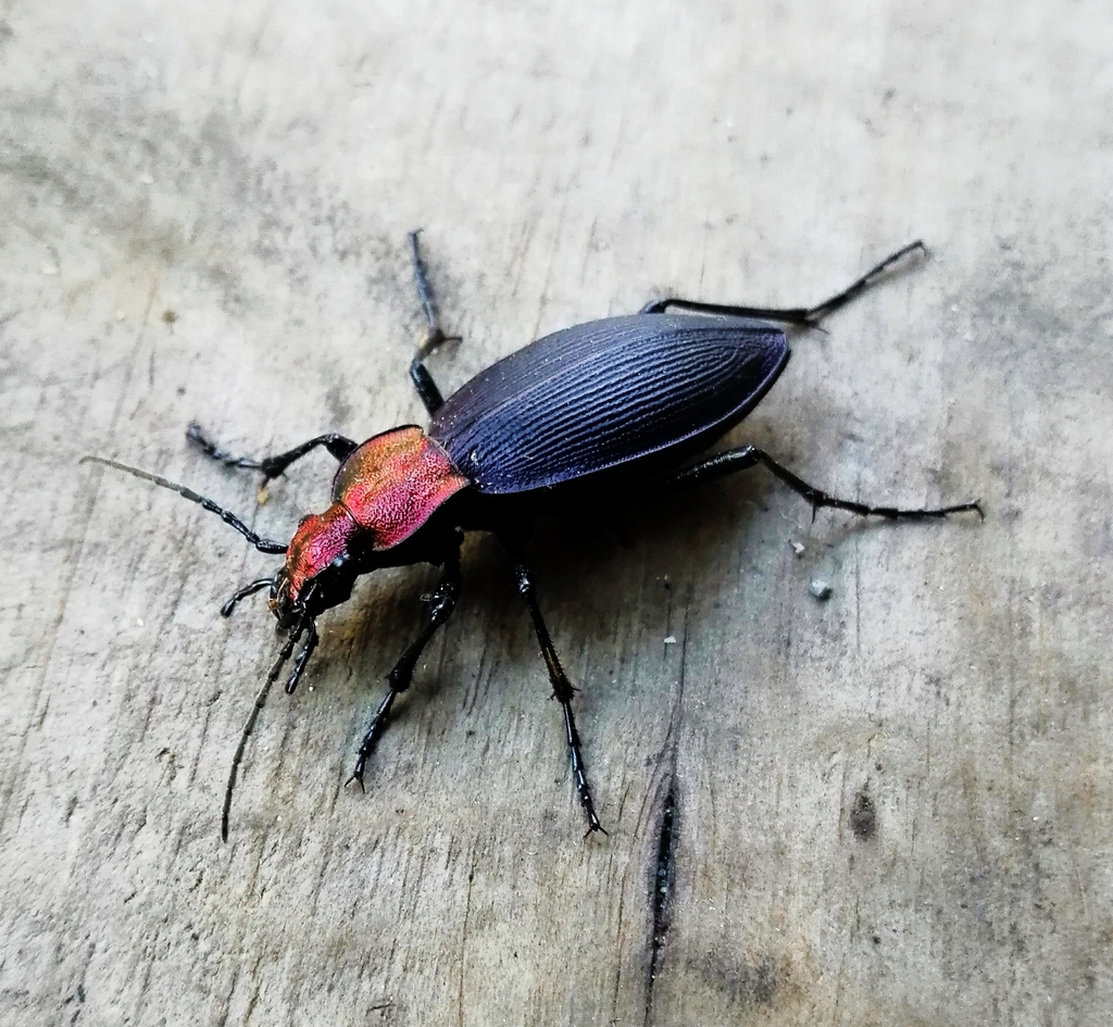 Ceroglossus chilensis villaricensis
